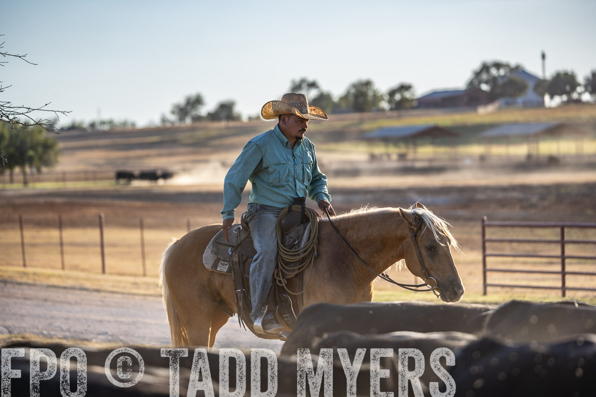 TMyers_FallBullSale_CameronTX_Oct_2024-522104