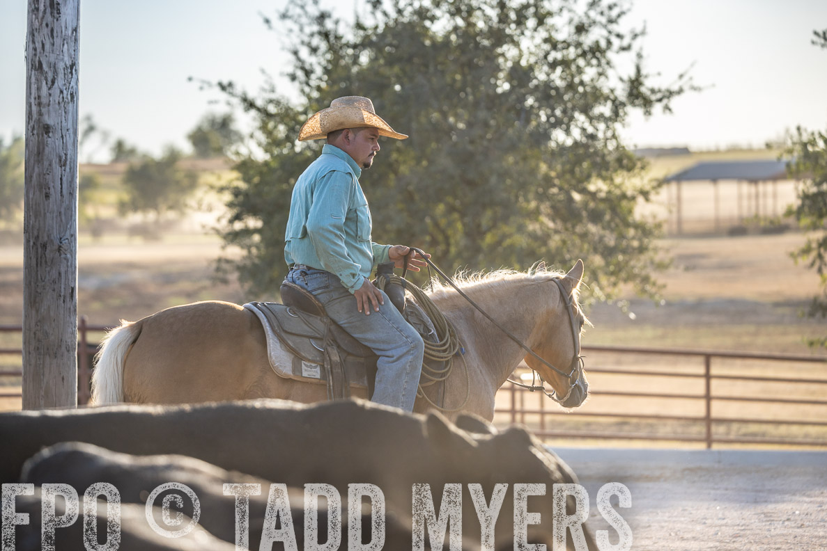 TMyers_FallBullSale_CameronTX_Oct_2024-522109