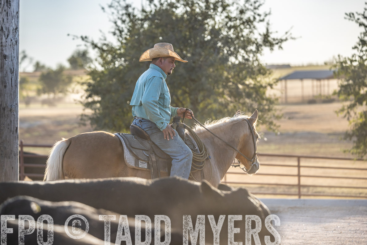 TMyers_FallBullSale_CameronTX_Oct_2024-522111