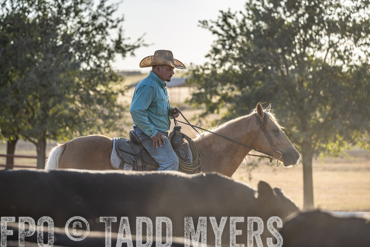 TMyers_FallBullSale_CameronTX_Oct_2024-522117