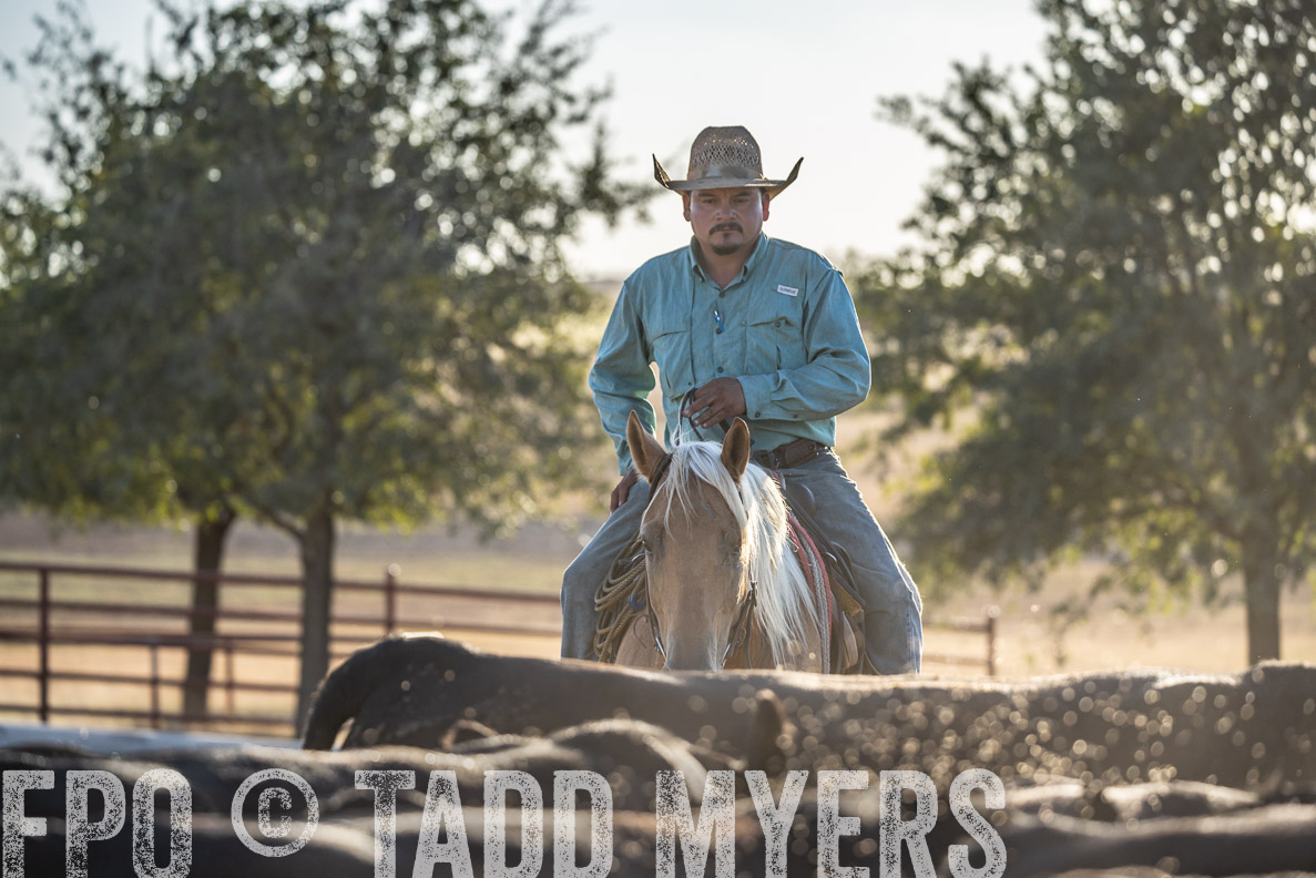 TMyers_FallBullSale_CameronTX_Oct_2024-522126