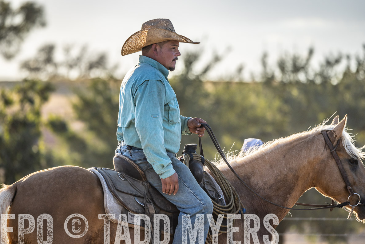 TMyers_FallBullSale_CameronTX_Oct_2024-522158