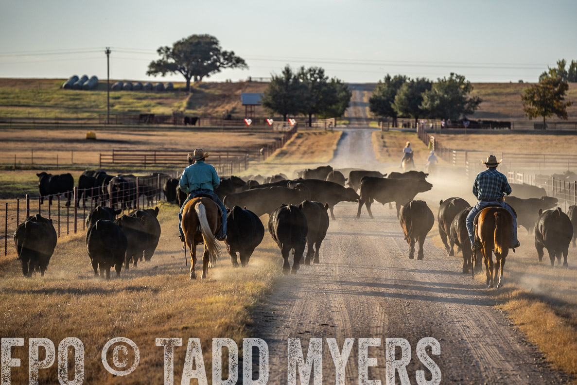 TMyers_FallBullSale_CameronTX_Oct_2024-522200