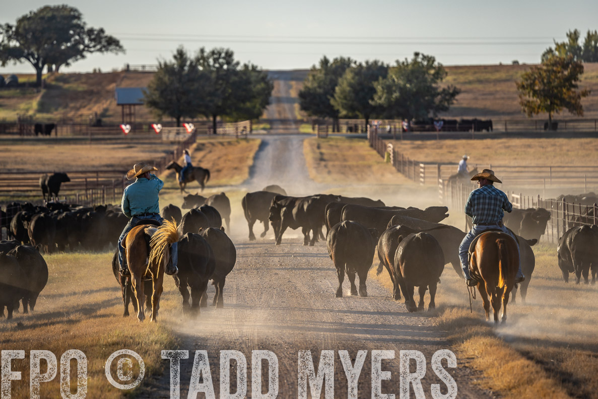 TMyers_FallBullSale_CameronTX_Oct_2024-522214