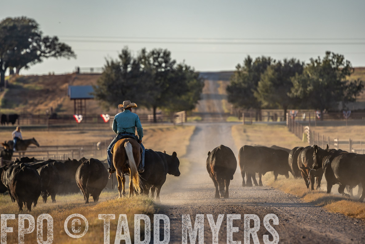 TMyers_FallBullSale_CameronTX_Oct_2024-522236