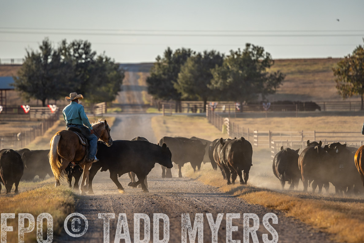 TMyers_FallBullSale_CameronTX_Oct_2024-522244