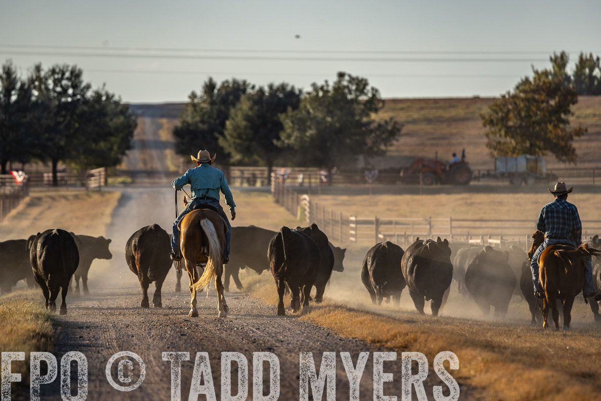 TMyers_FallBullSale_CameronTX_Oct_2024-522262