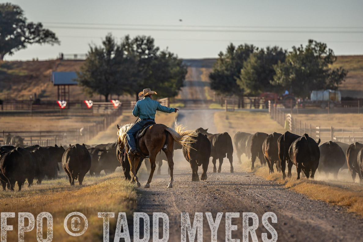 TMyers_FallBullSale_CameronTX_Oct_2024-522267