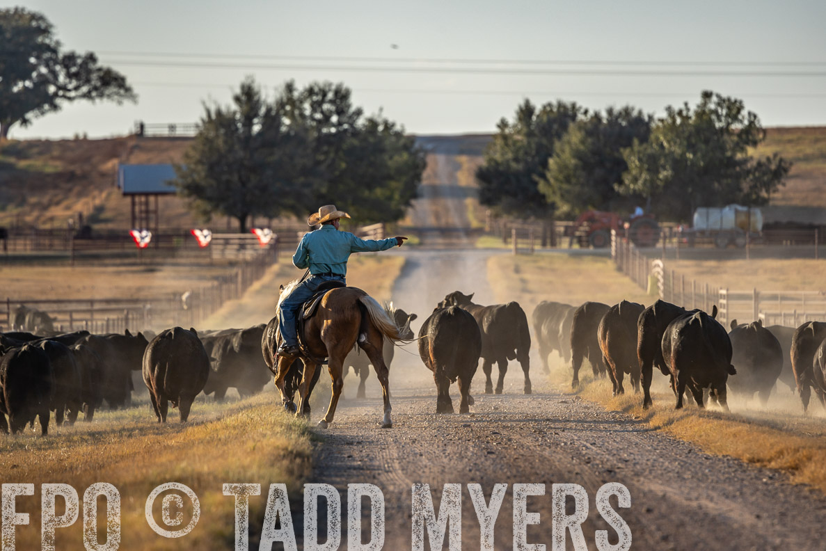 TMyers_FallBullSale_CameronTX_Oct_2024-522269