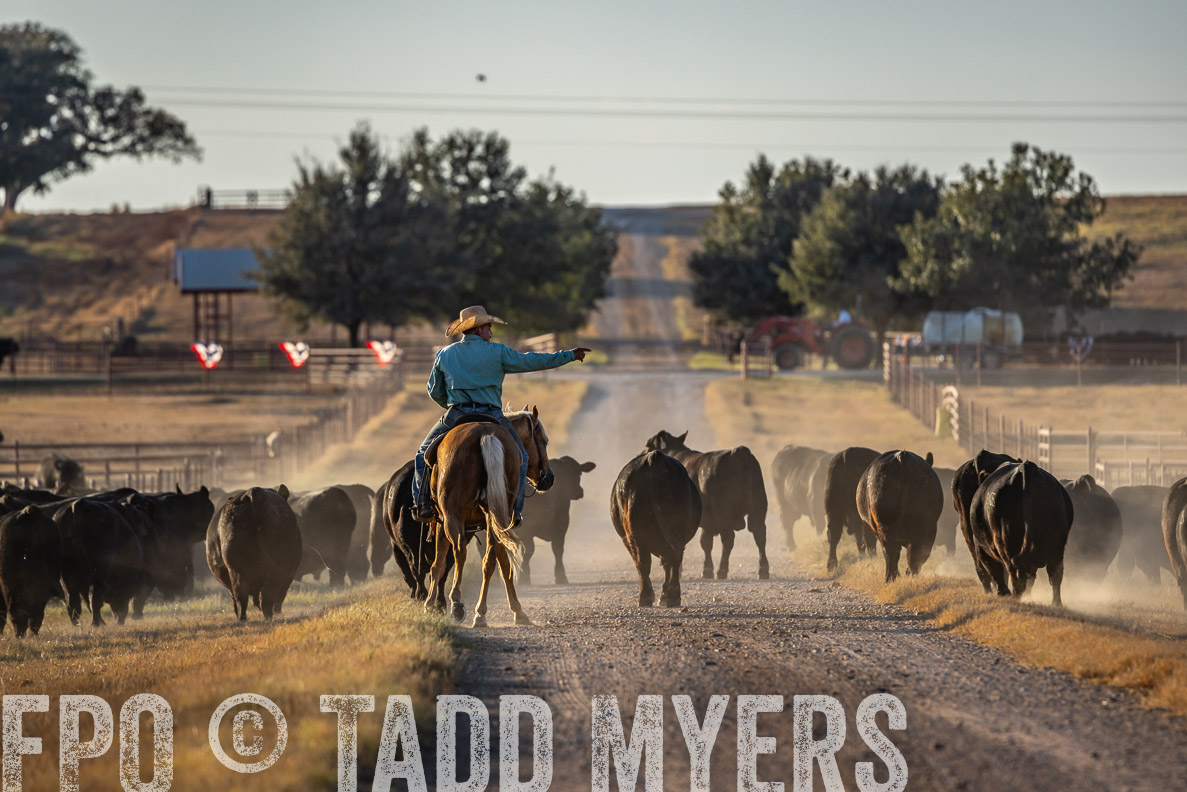 TMyers_FallBullSale_CameronTX_Oct_2024-522273