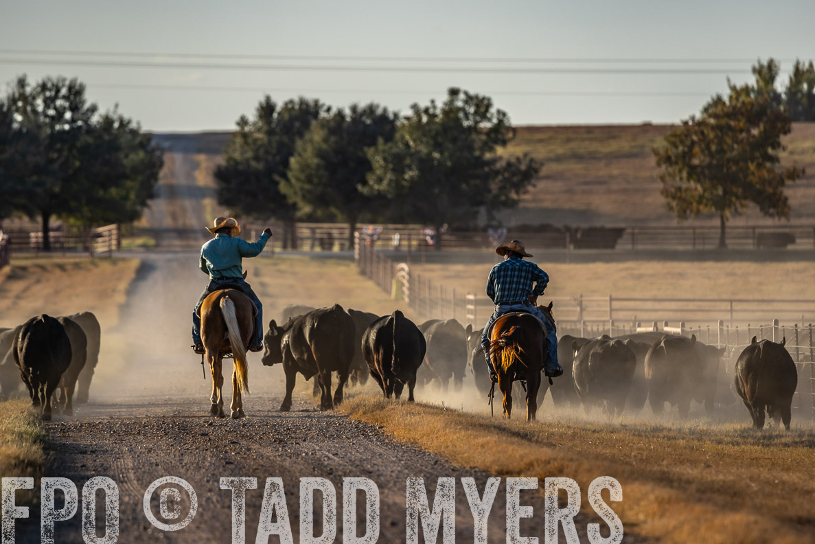 TMyers_FallBullSale_CameronTX_Oct_2024-522303