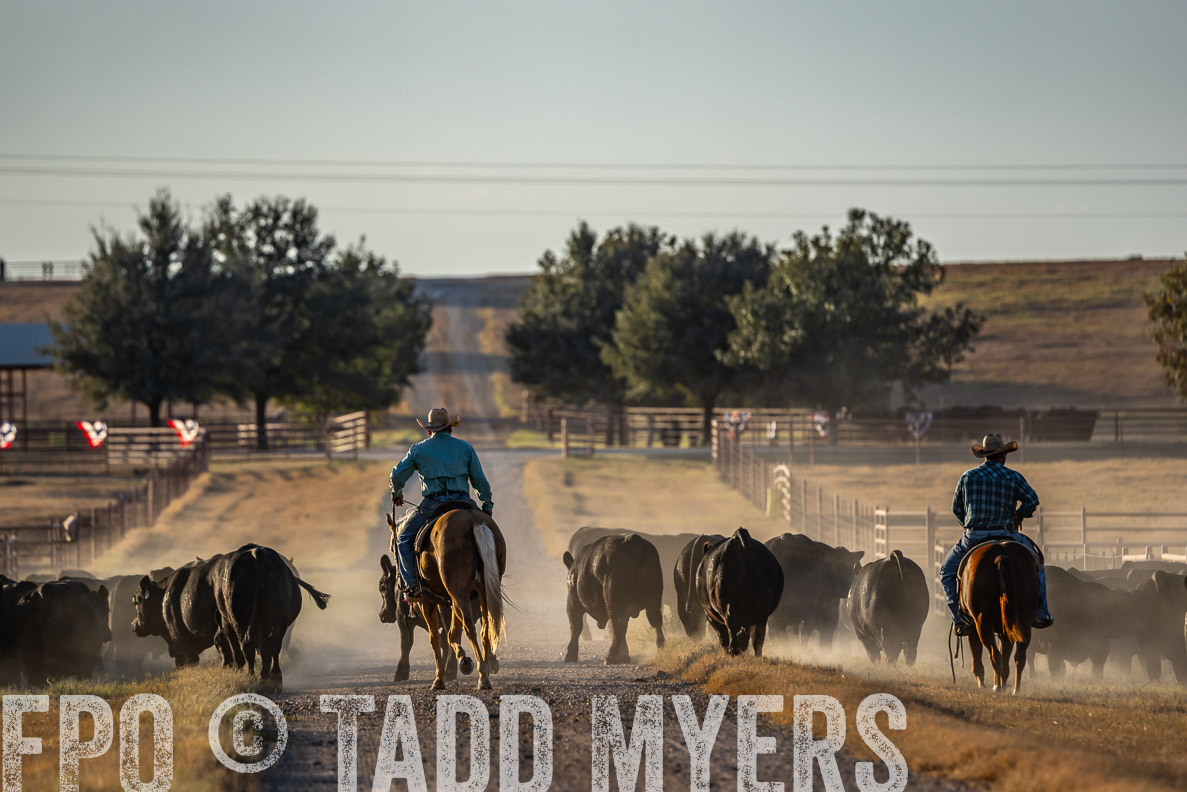 TMyers_FallBullSale_CameronTX_Oct_2024-522307