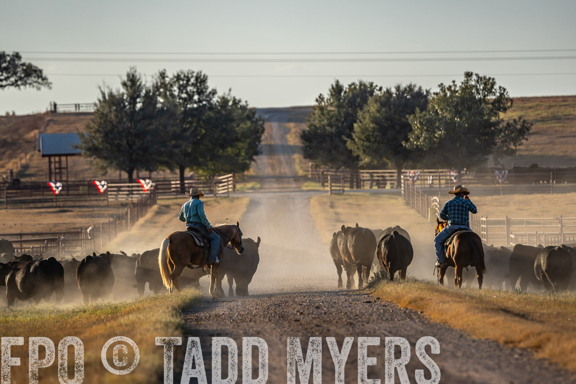 TMyers_FallBullSale_CameronTX_Oct_2024-522343
