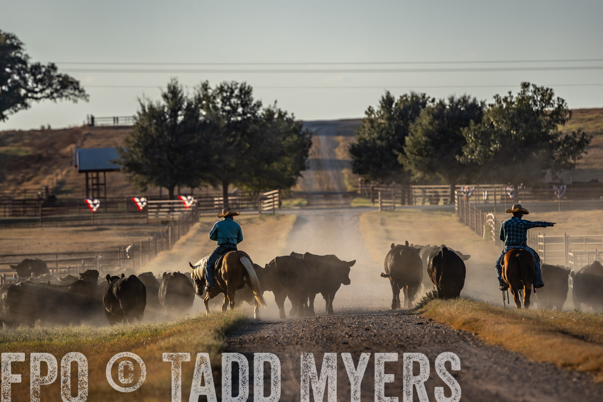 TMyers_FallBullSale_CameronTX_Oct_2024-522348