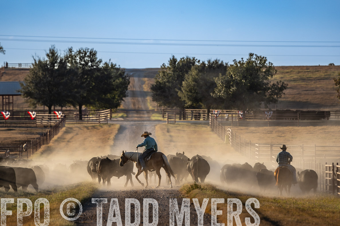 TMyers_FallBullSale_CameronTX_Oct_2024-522354