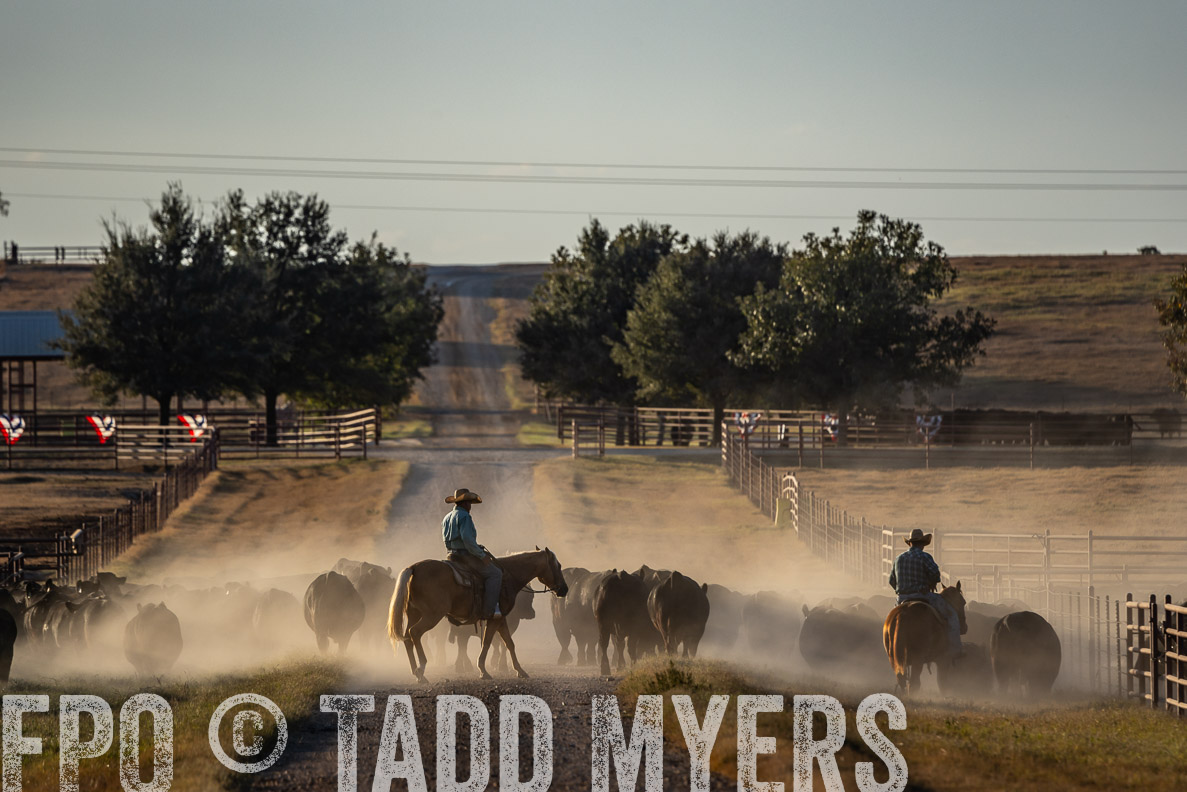 TMyers_FallBullSale_CameronTX_Oct_2024-522369