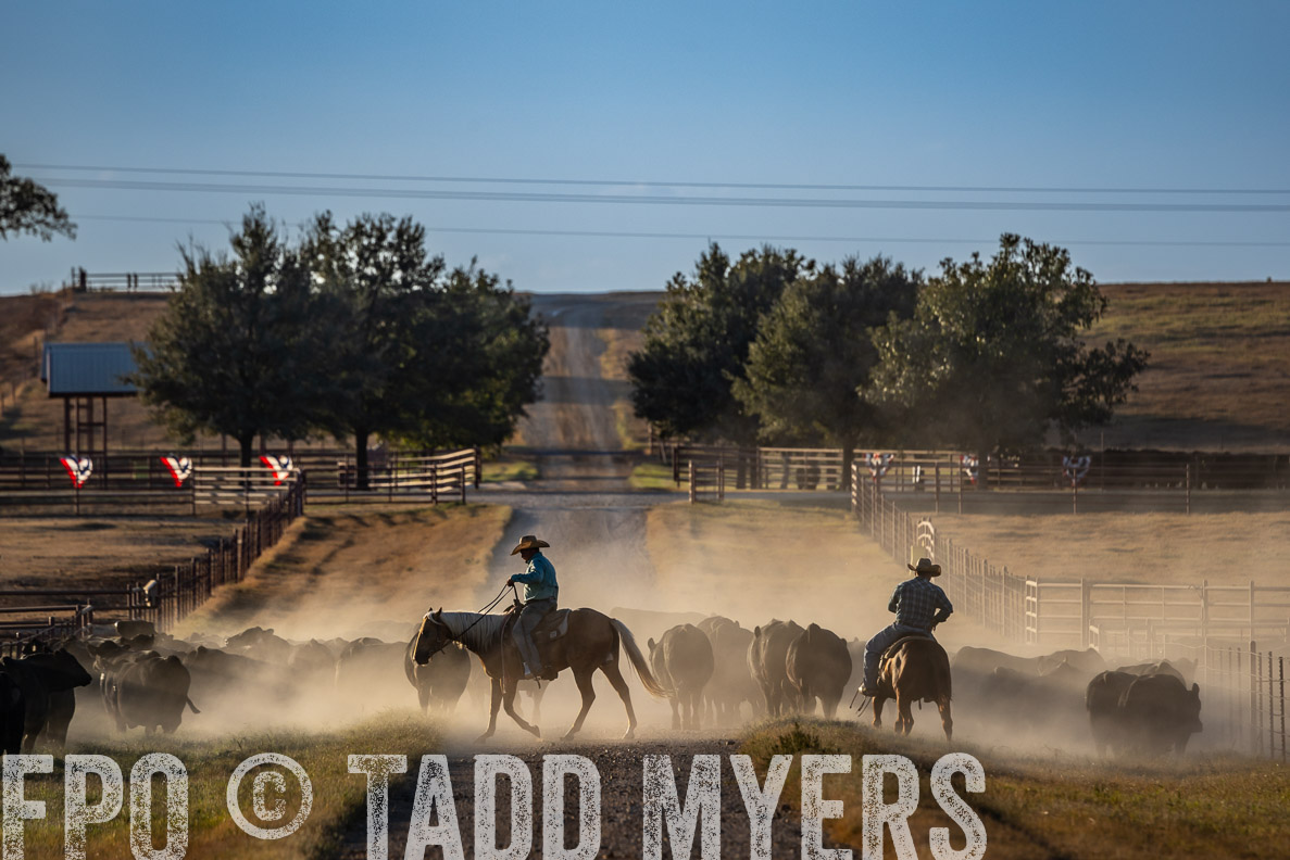 TMyers_FallBullSale_CameronTX_Oct_2024-522377
