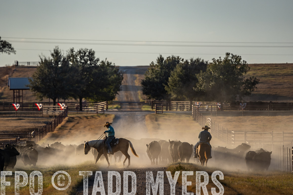 TMyers_FallBullSale_CameronTX_Oct_2024-522381