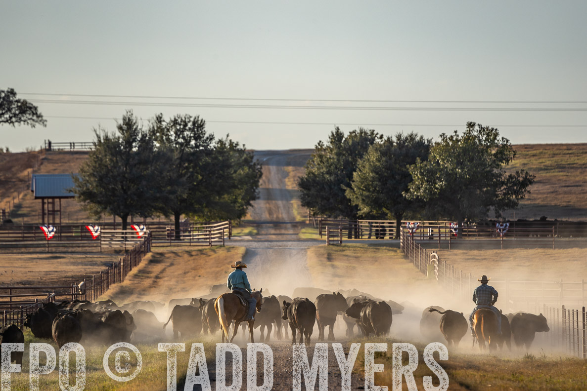 TMyers_FallBullSale_CameronTX_Oct_2024-522395
