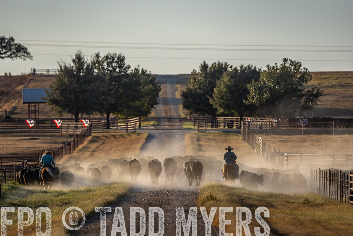 TMyers_FallBullSale_CameronTX_Oct_2024-522417