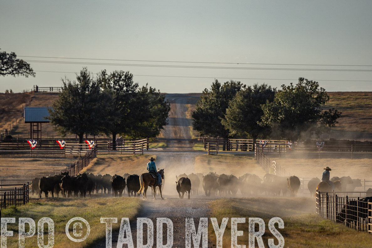 TMyers_FallBullSale_CameronTX_Oct_2024-522437