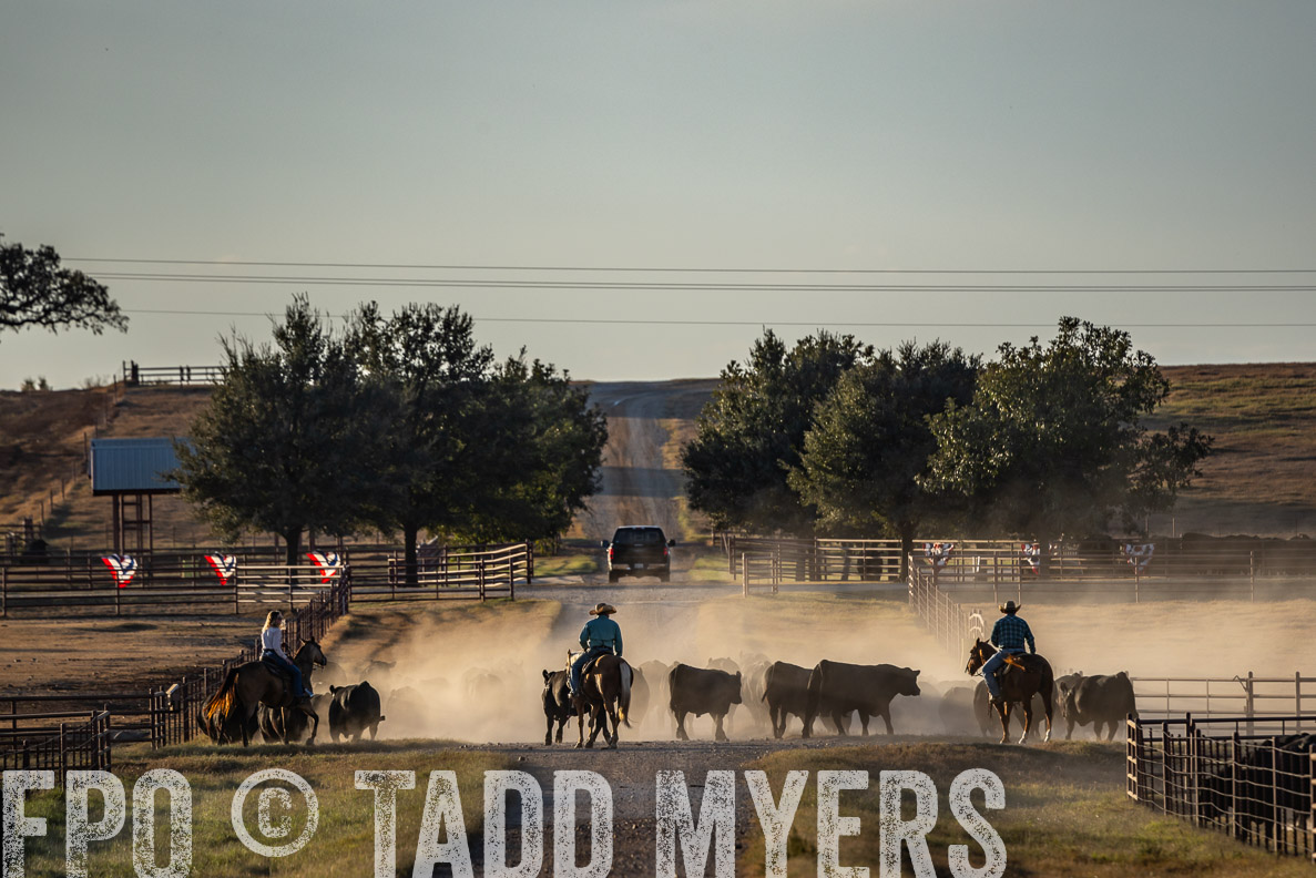 TMyers_FallBullSale_CameronTX_Oct_2024-522474