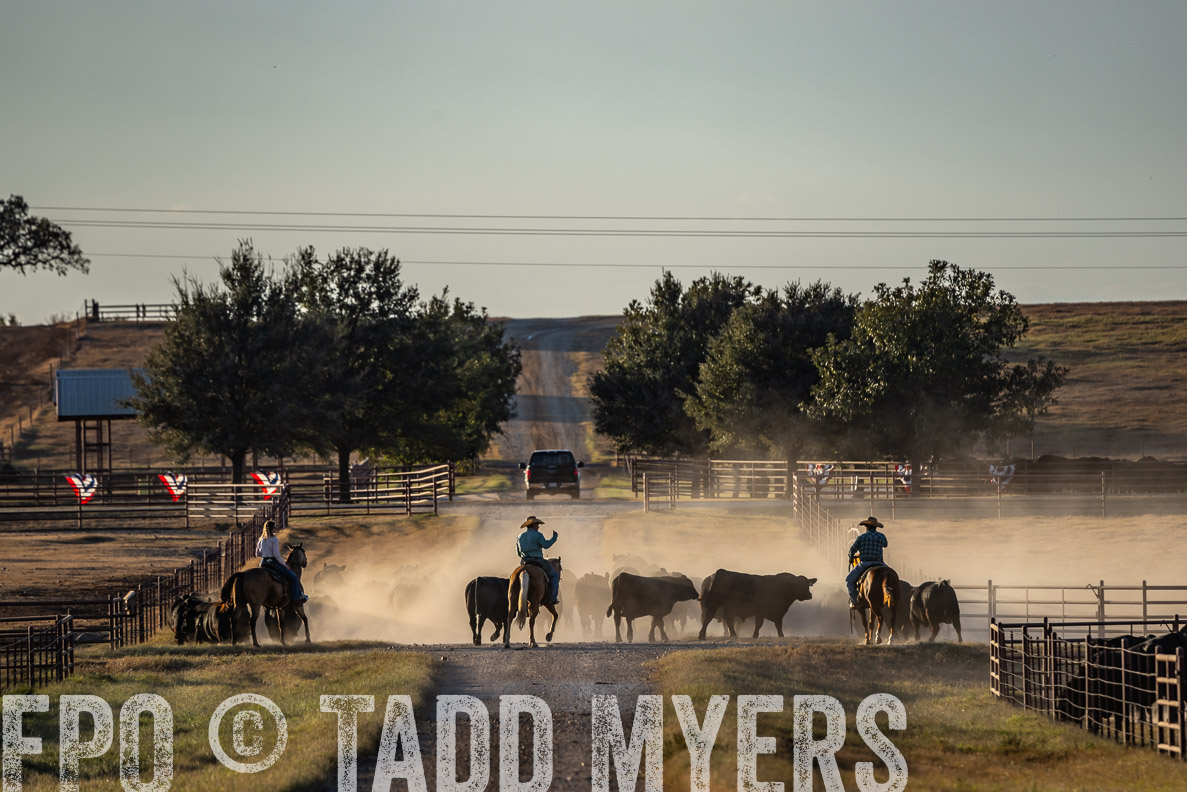 TMyers_FallBullSale_CameronTX_Oct_2024-522477