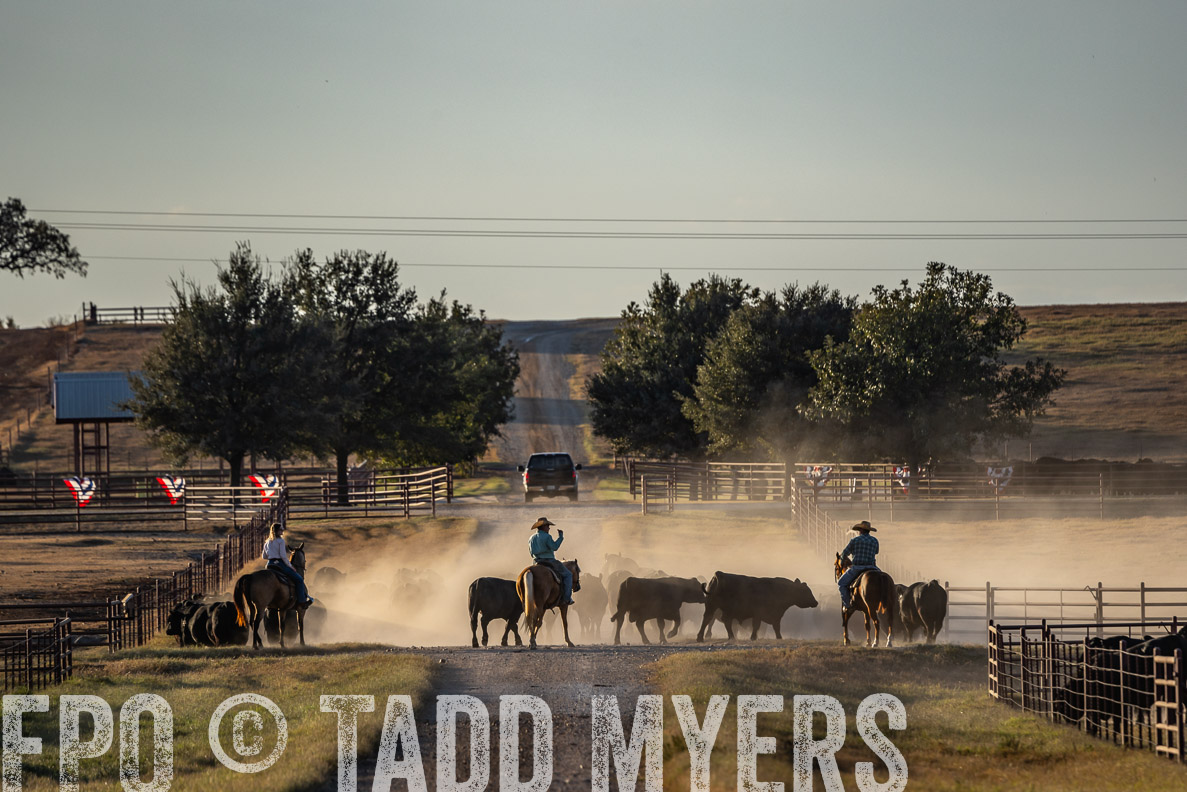 TMyers_FallBullSale_CameronTX_Oct_2024-522481