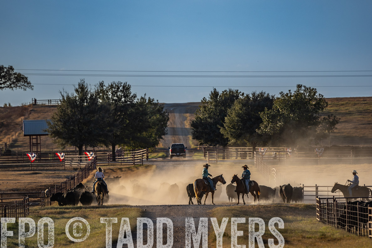 TMyers_FallBullSale_CameronTX_Oct_2024-522487