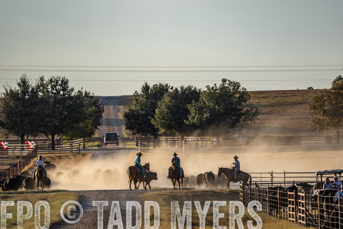 TMyers_FallBullSale_CameronTX_Oct_2024-522494