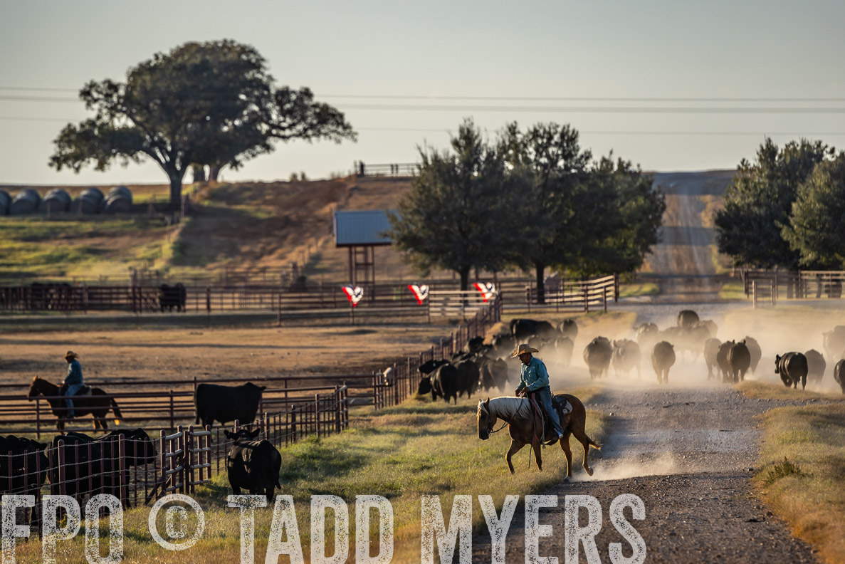 TMyers_FallBullSale_CameronTX_Oct_2024-522508