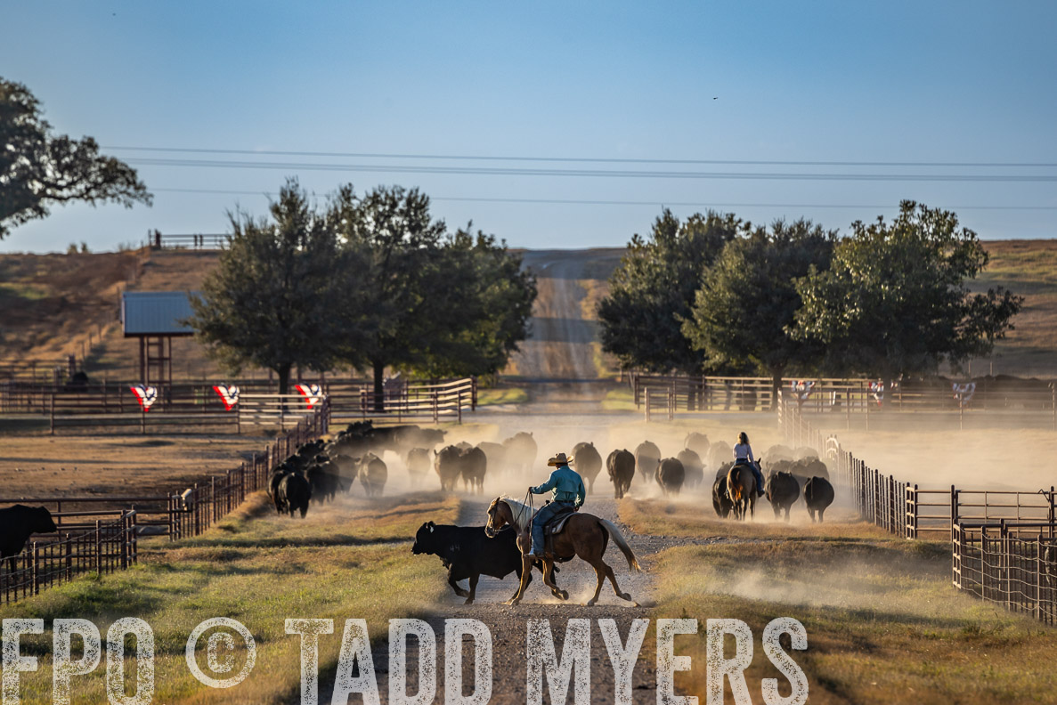 TMyers_FallBullSale_CameronTX_Oct_2024-522531
