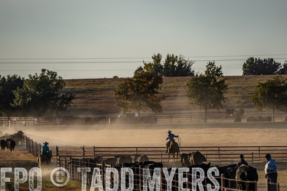 TMyers_FallBullSale_CameronTX_Oct_2024-522543