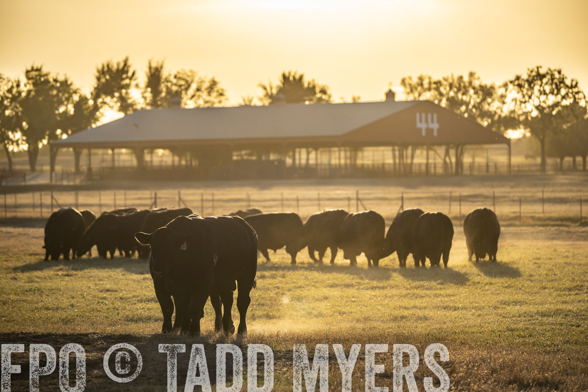 TMyers_FallBullSale_CameronTX_Oct_2024-522650