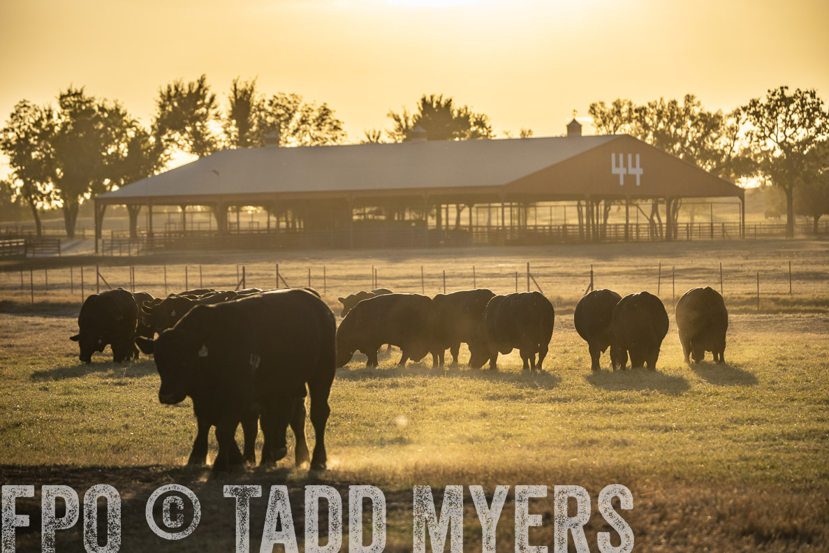 TMyers_FallBullSale_CameronTX_Oct_2024-522655