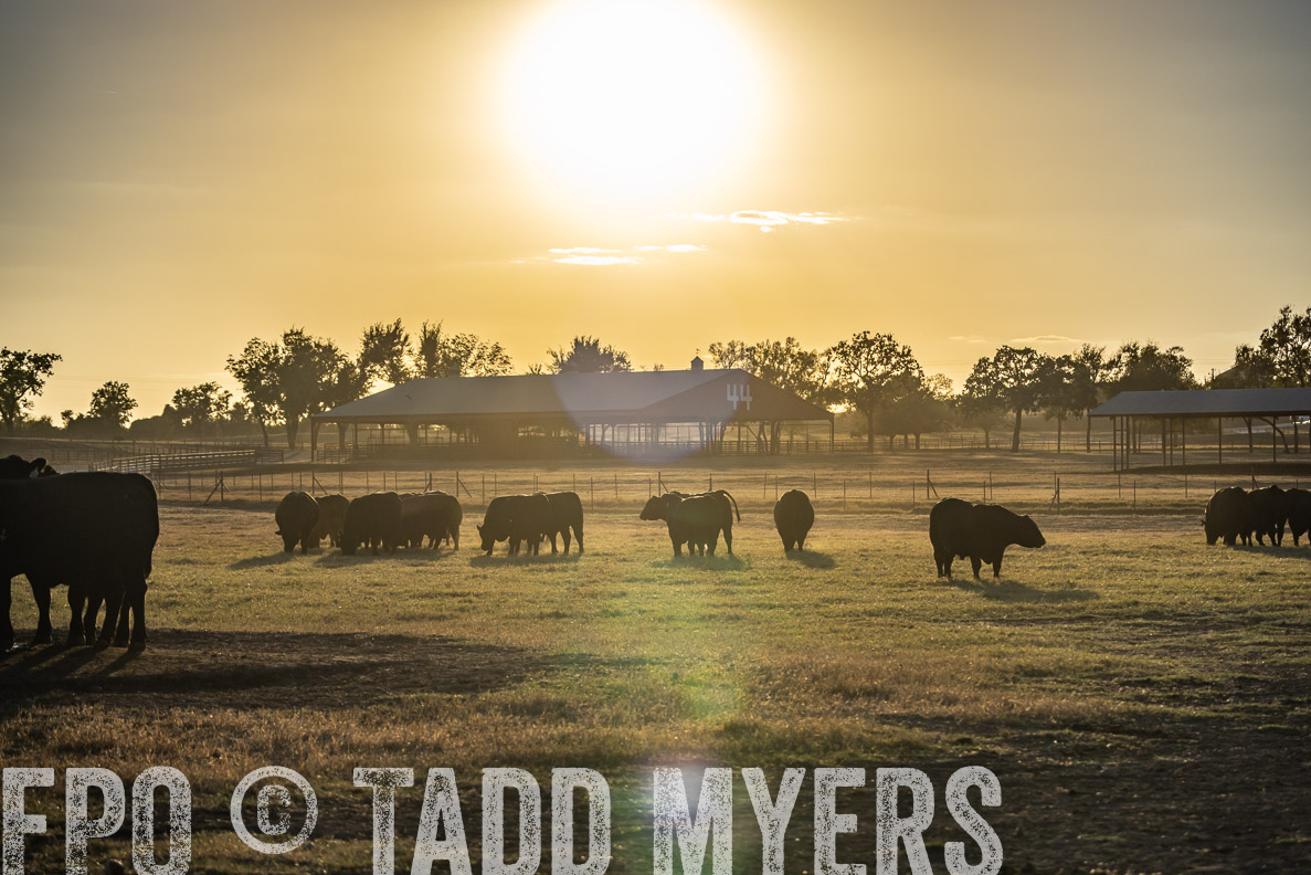 TMyers_FallBullSale_CameronTX_Oct_2024-522664