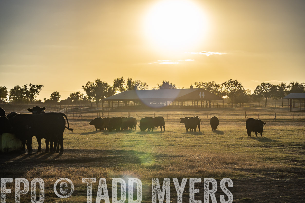 TMyers_FallBullSale_CameronTX_Oct_2024-522668