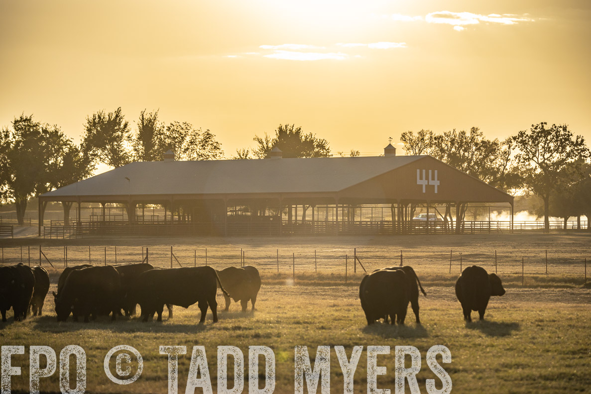 TMyers_FallBullSale_CameronTX_Oct_2024-522675