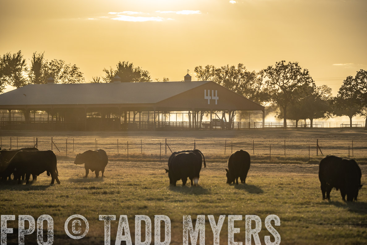 TMyers_FallBullSale_CameronTX_Oct_2024-522680