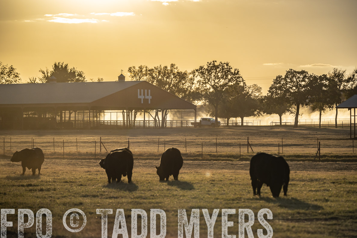 TMyers_FallBullSale_CameronTX_Oct_2024-522684