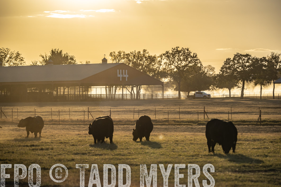 TMyers_FallBullSale_CameronTX_Oct_2024-522689