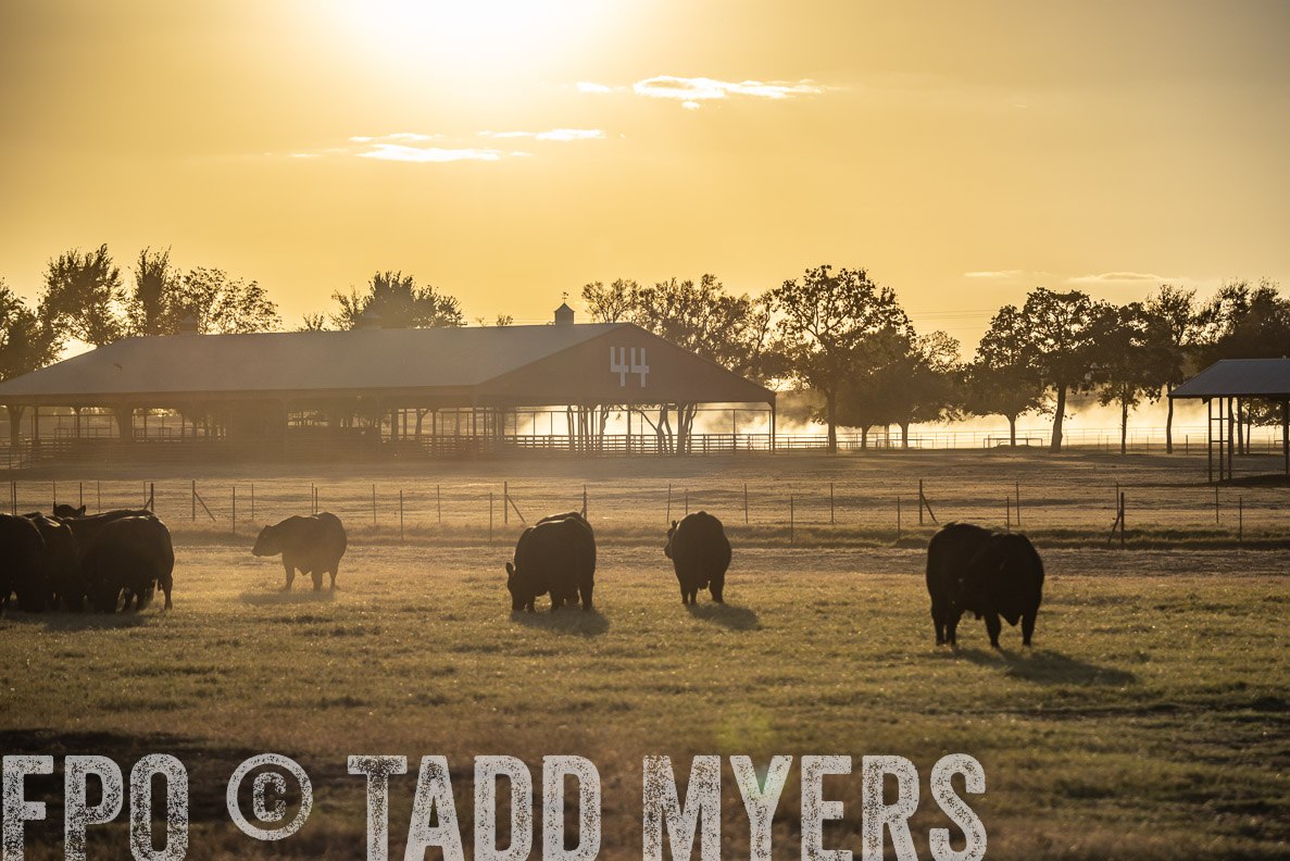 TMyers_FallBullSale_CameronTX_Oct_2024-522702