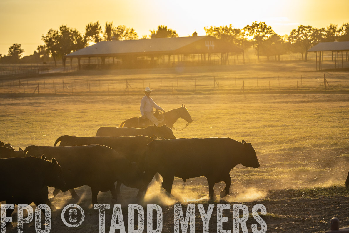 TMyers_FallBullSale_CameronTX_Oct_2024-522734