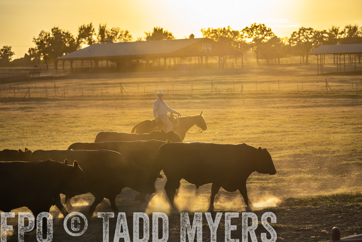 TMyers_FallBullSale_CameronTX_Oct_2024-522739