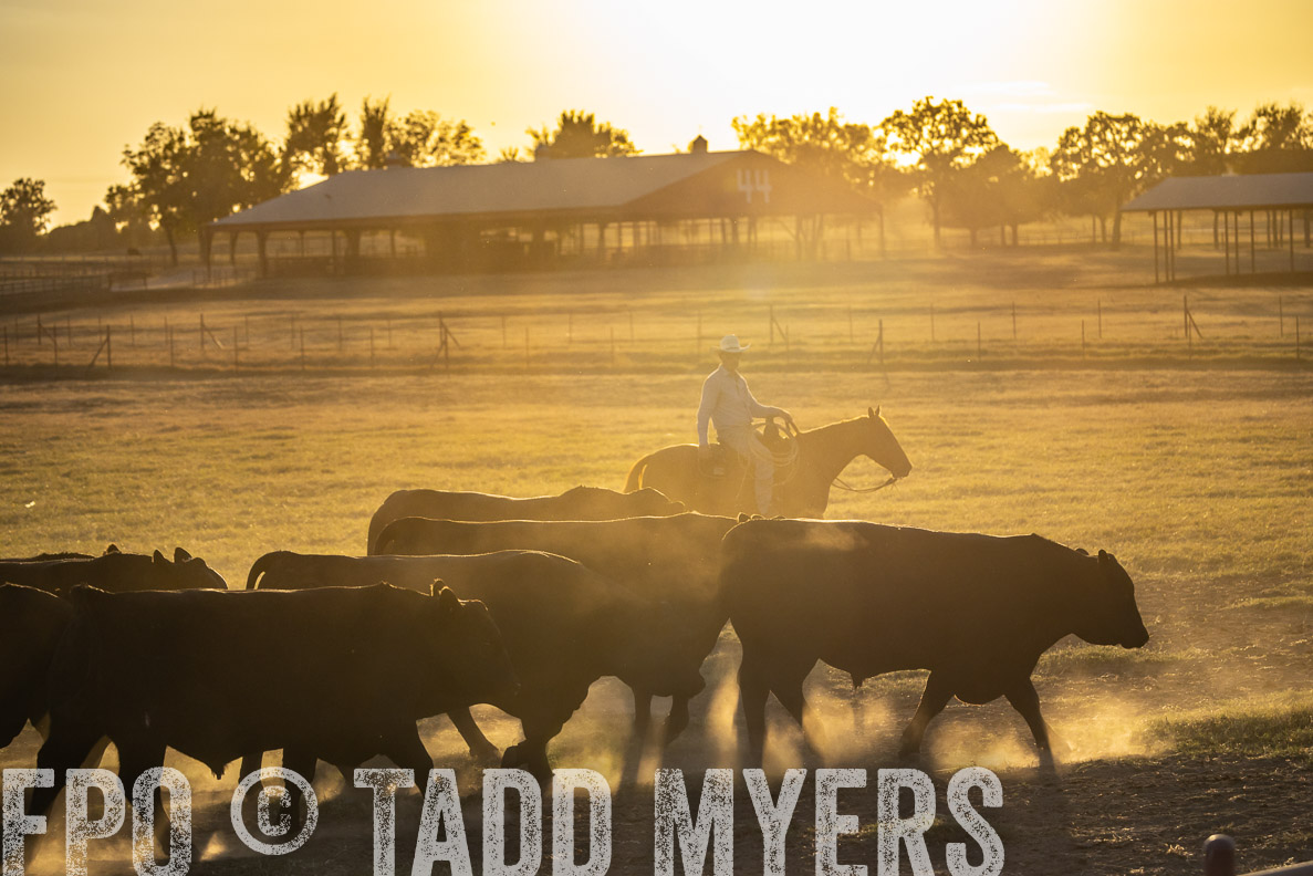 TMyers_FallBullSale_CameronTX_Oct_2024-522742