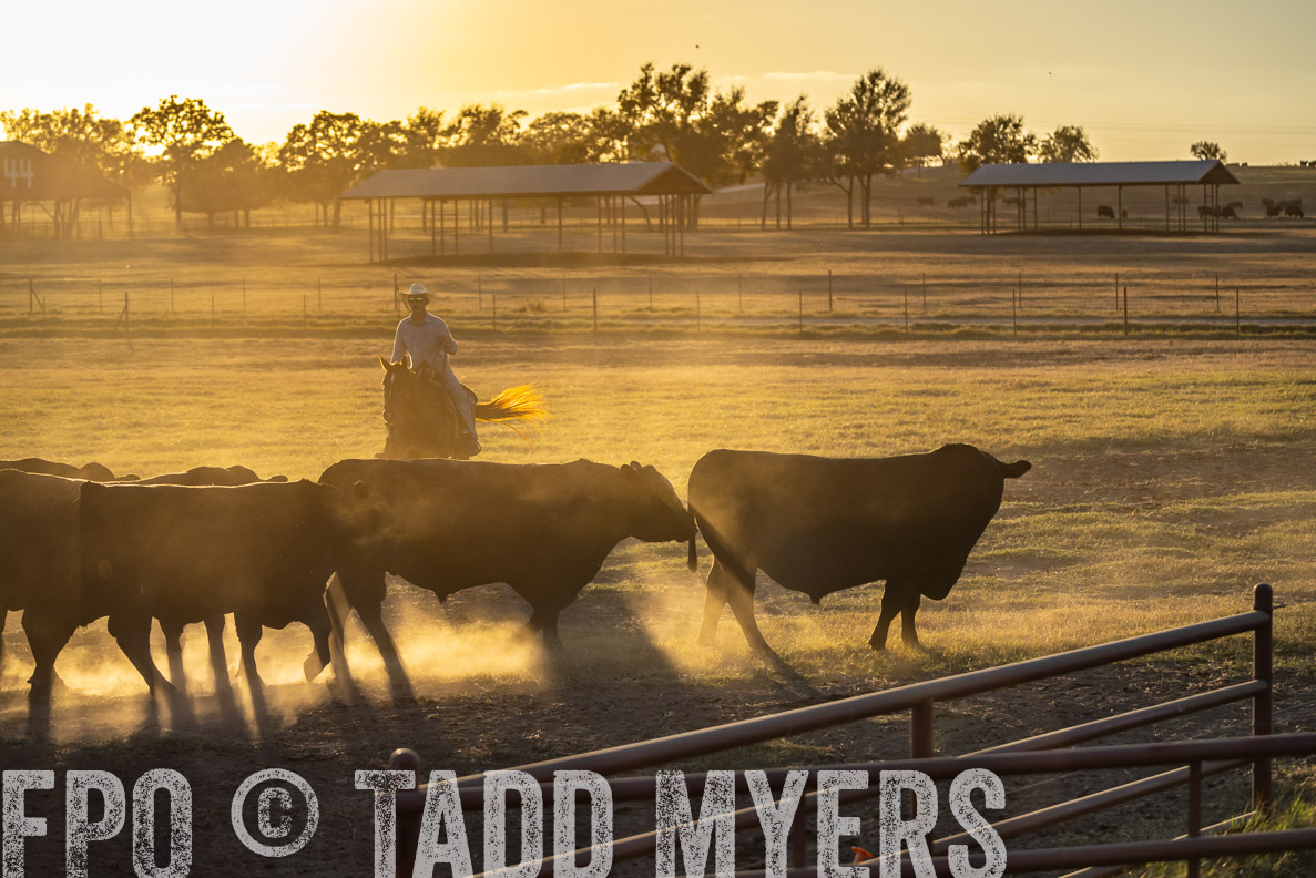 TMyers_FallBullSale_CameronTX_Oct_2024-522756