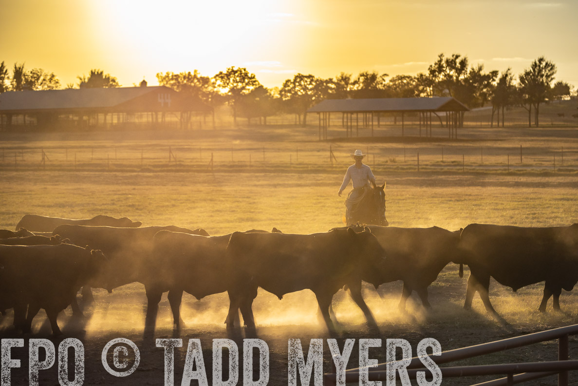 TMyers_FallBullSale_CameronTX_Oct_2024-522760