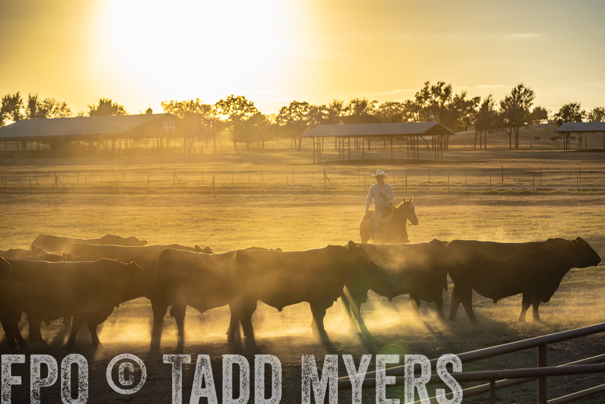 TMyers_FallBullSale_CameronTX_Oct_2024-522764