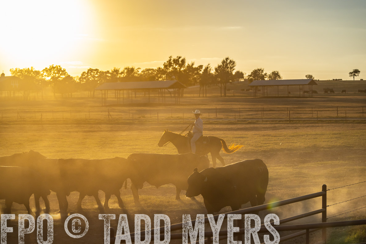 TMyers_FallBullSale_CameronTX_Oct_2024-522782