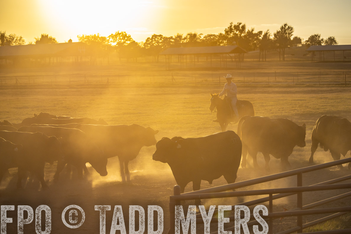 TMyers_FallBullSale_CameronTX_Oct_2024-522786